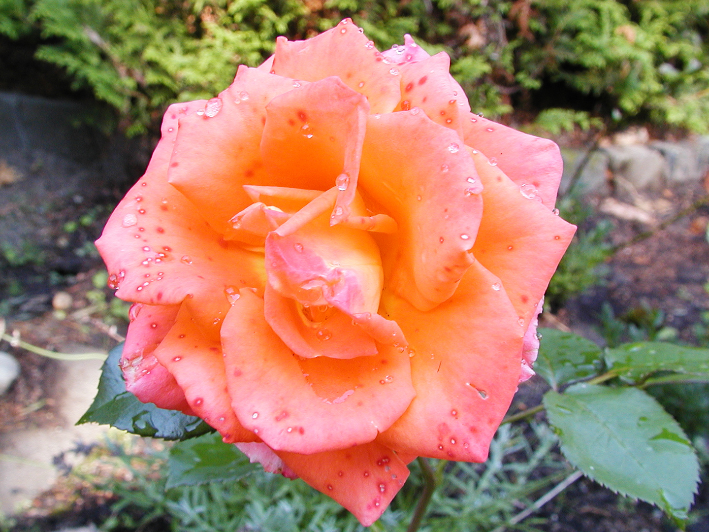 Rose nach Regen