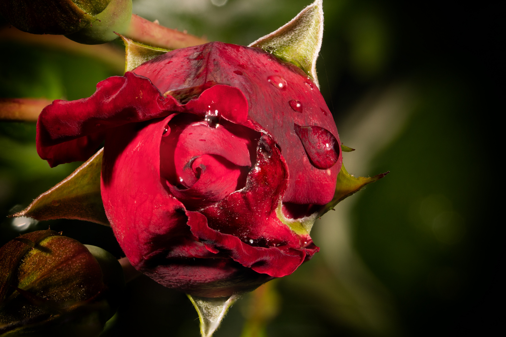 Rose nach Regen