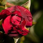 Rose nach Regen