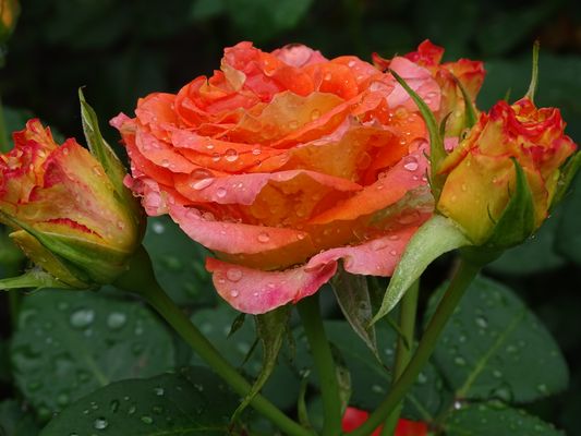 Rose nach Regenschauer 