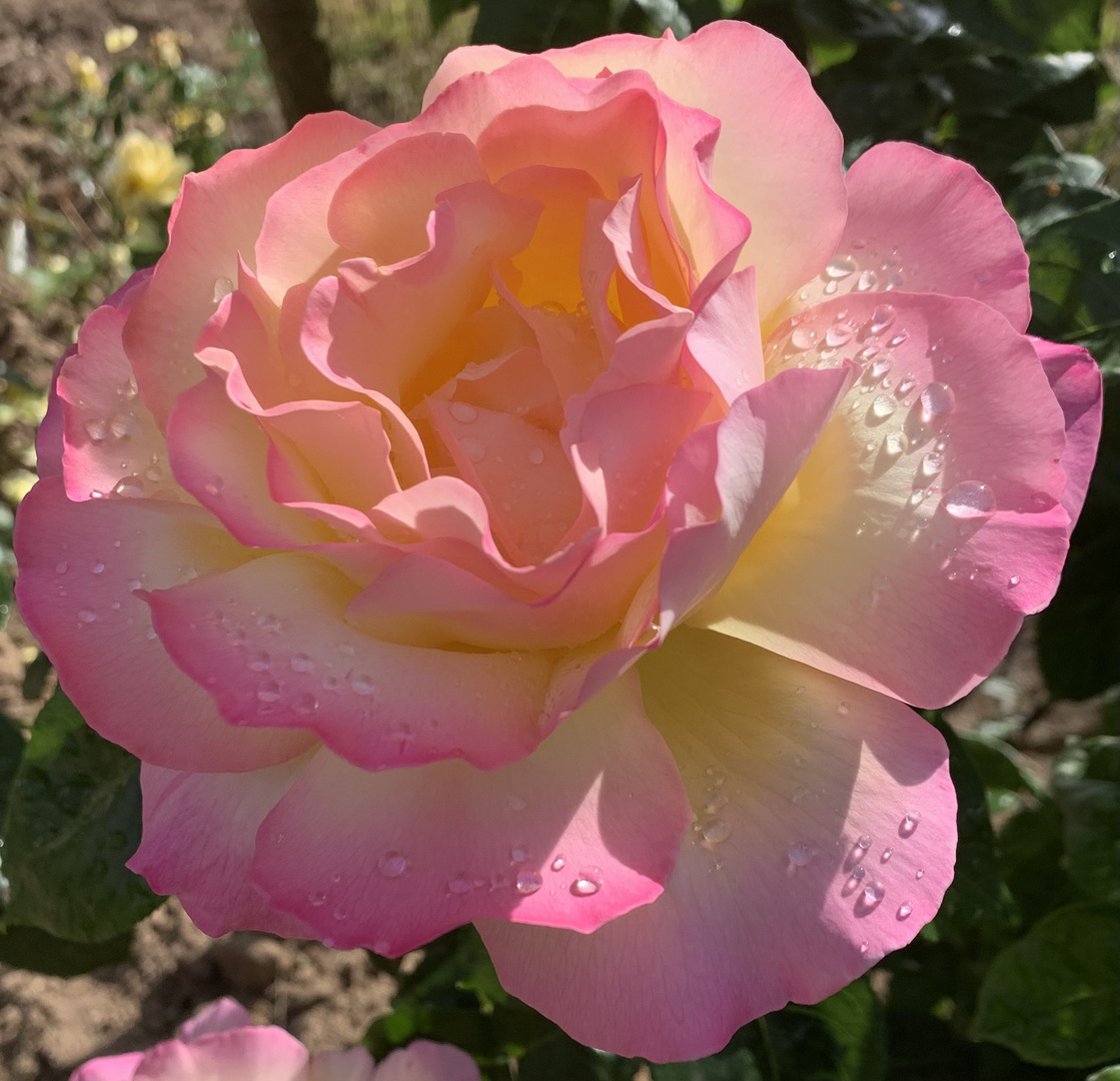 Rose nach Regenschauer