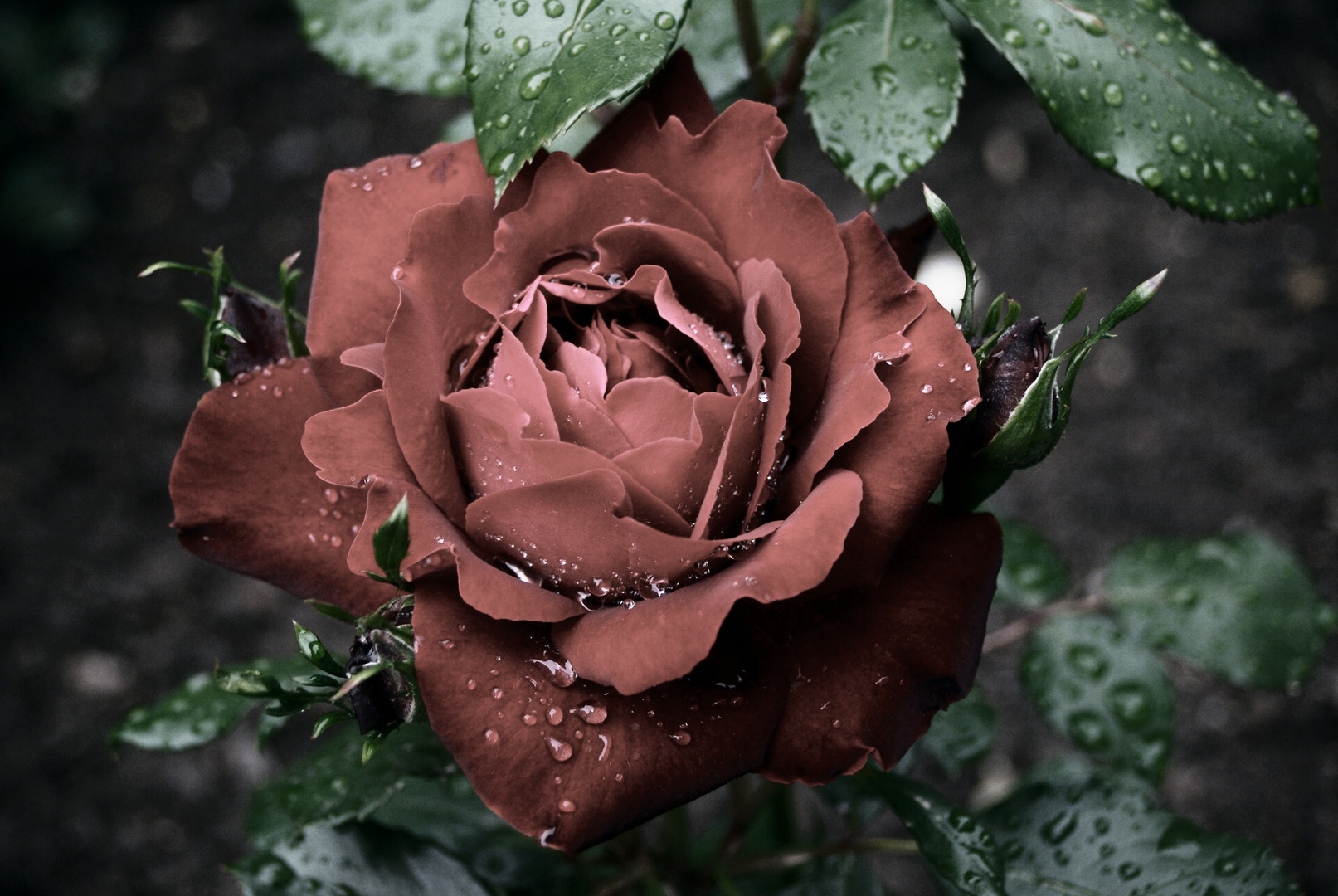 Rose nach Regenschauer im leichten Sepia