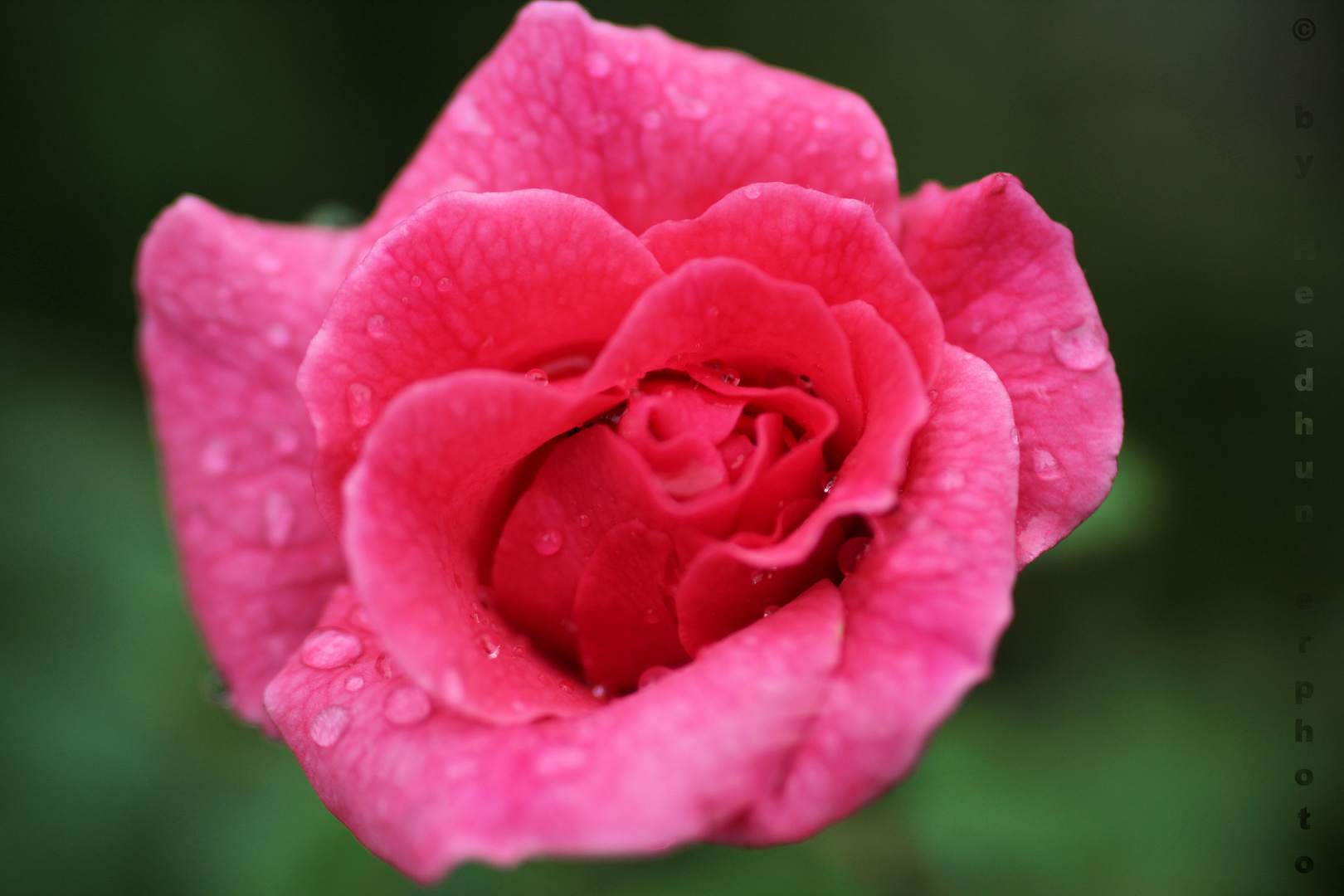 Rose nach Sommerregen