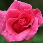 Rose nach Sommerregen