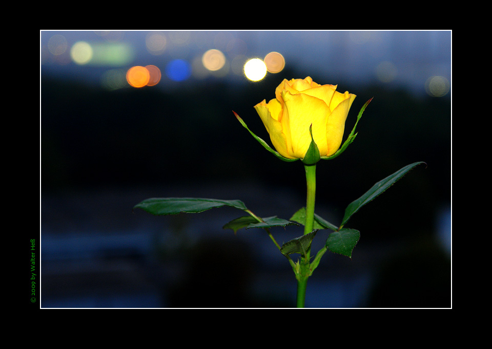 Rose, Nachtschwärmer