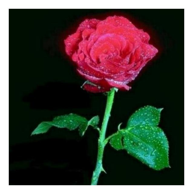 Rose No. 1