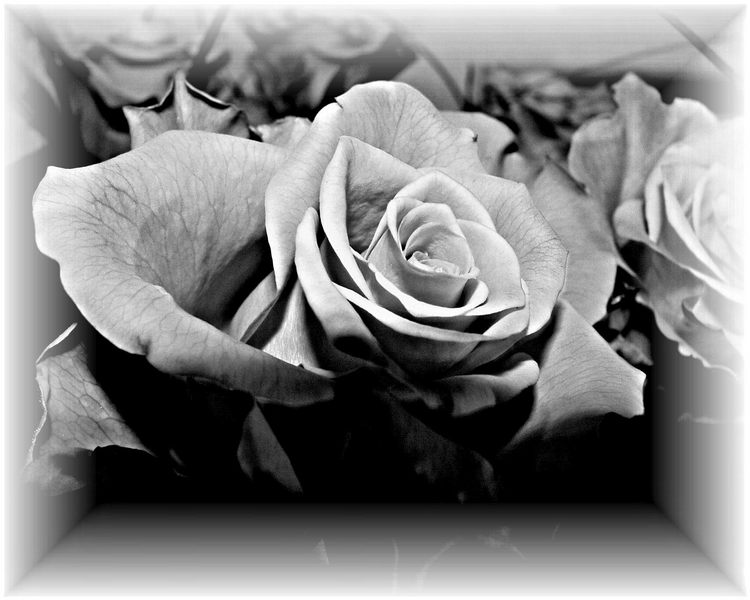 Rose (noch eine)