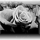 Rose (noch eine)