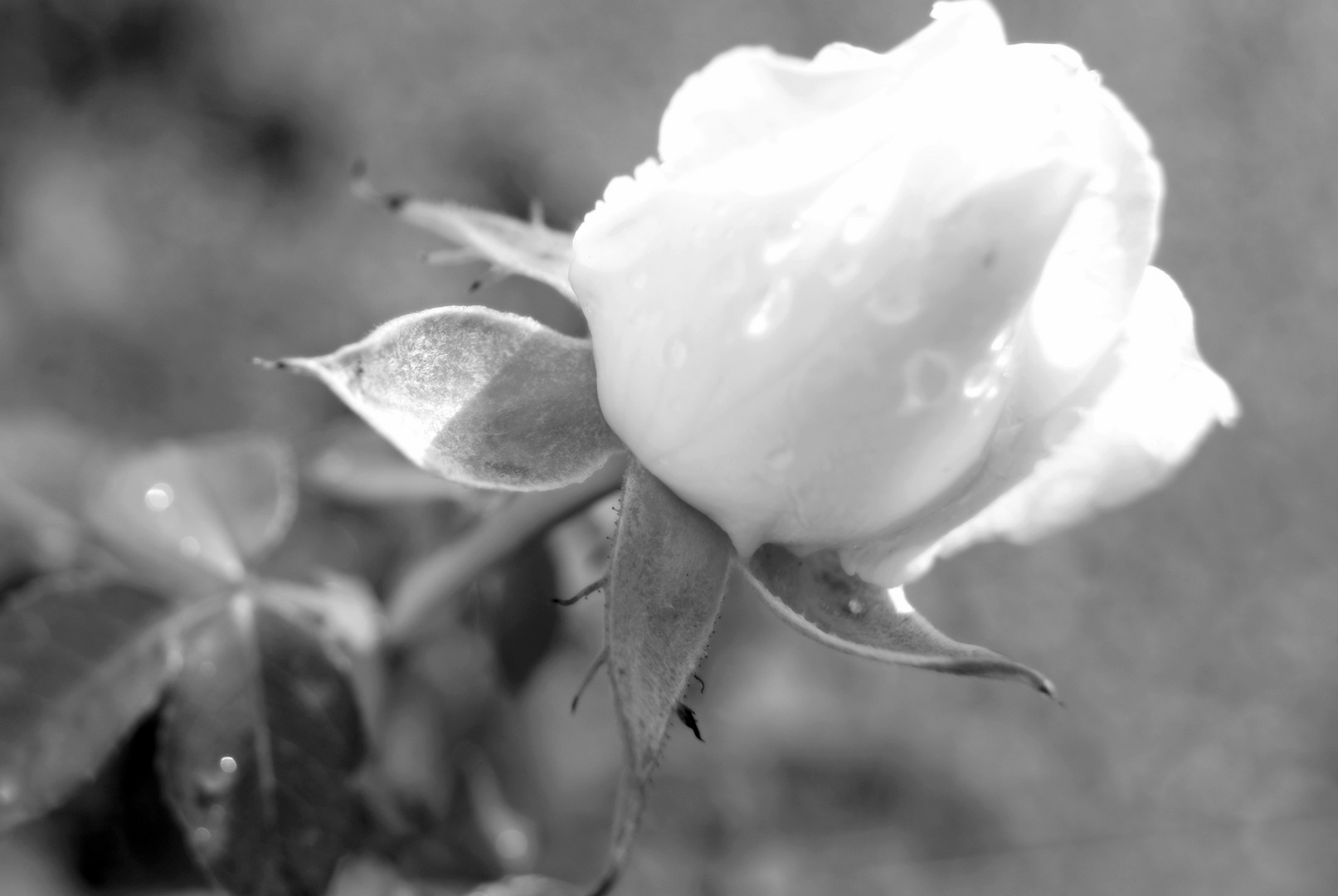 rose, noire et blanc