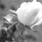 rose, noire et blanc