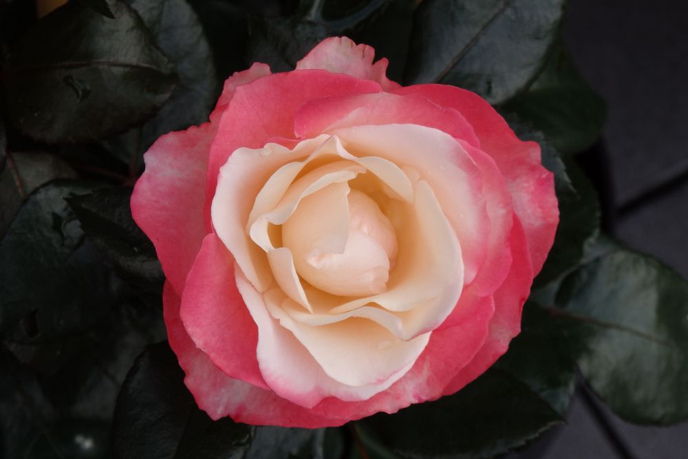 Rose " Nostalgie"