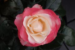 Rose " Nostalgie"