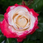 Rose "Nostalgie ® "