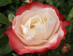 Rose "Nostalgie"