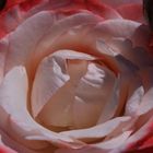 Rose Nostalgie