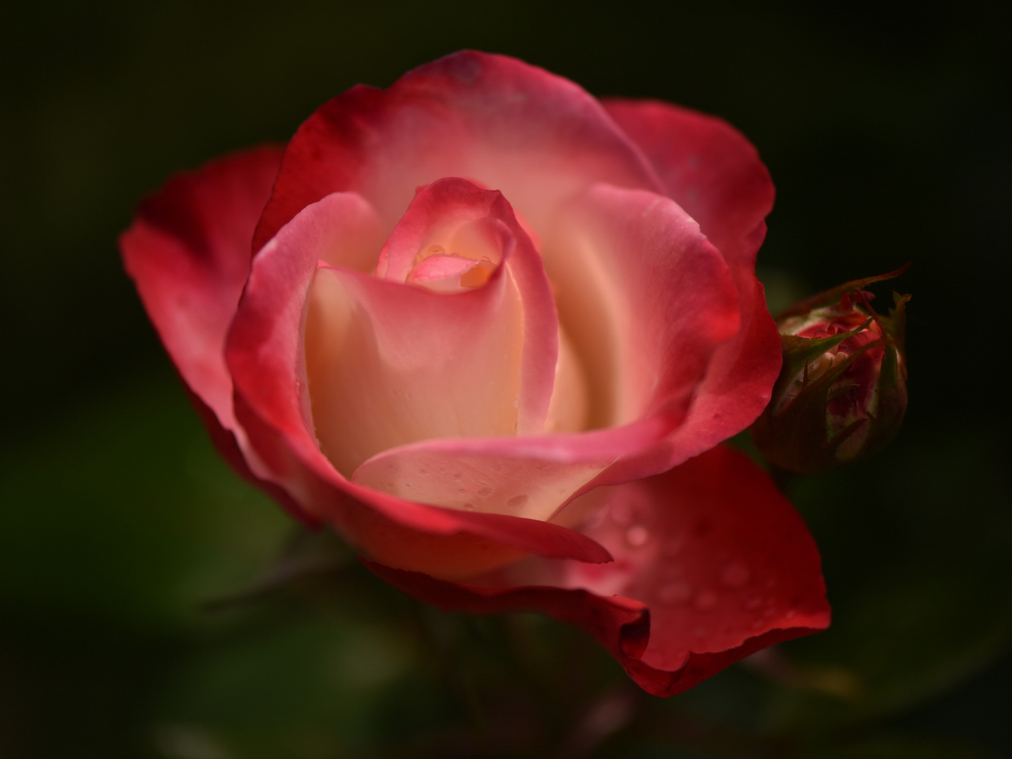 Rose Nostalgie