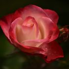 Rose Nostalgie