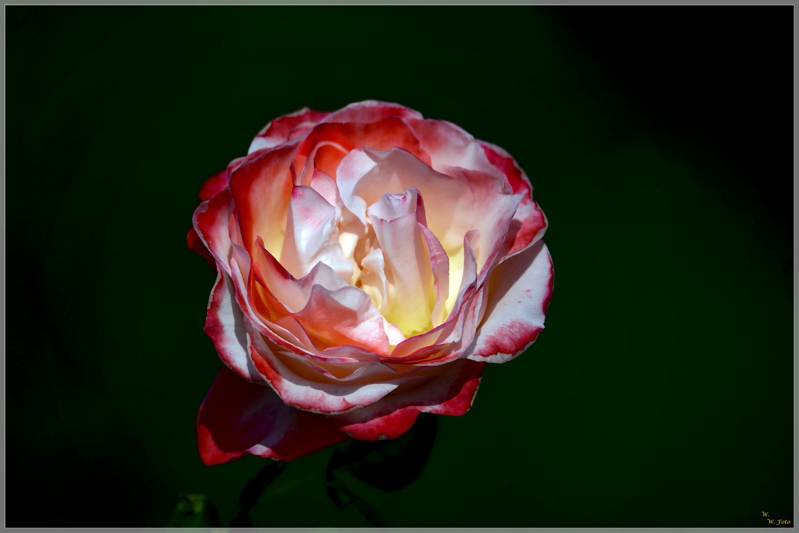 Rose Nostalgie