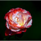 Rose Nostalgie