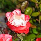 Rose Nostalgie "im Bilde"