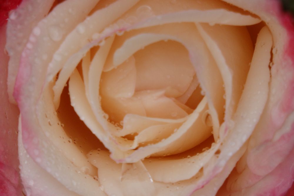 Rose "Nostalgie" im Regen