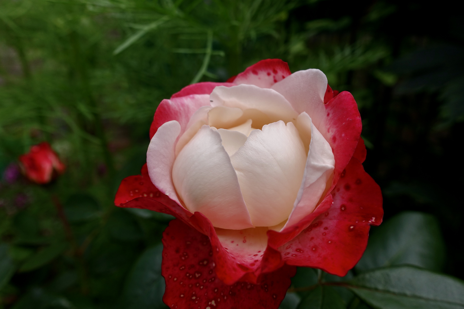 Rose "Nostalgie" vom 11. 7. 2021