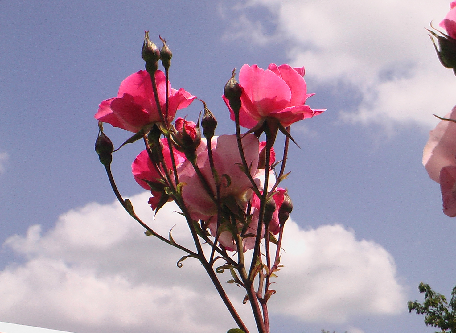 Rose & nuages