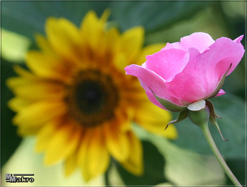 Rose oder Sonnenblume?