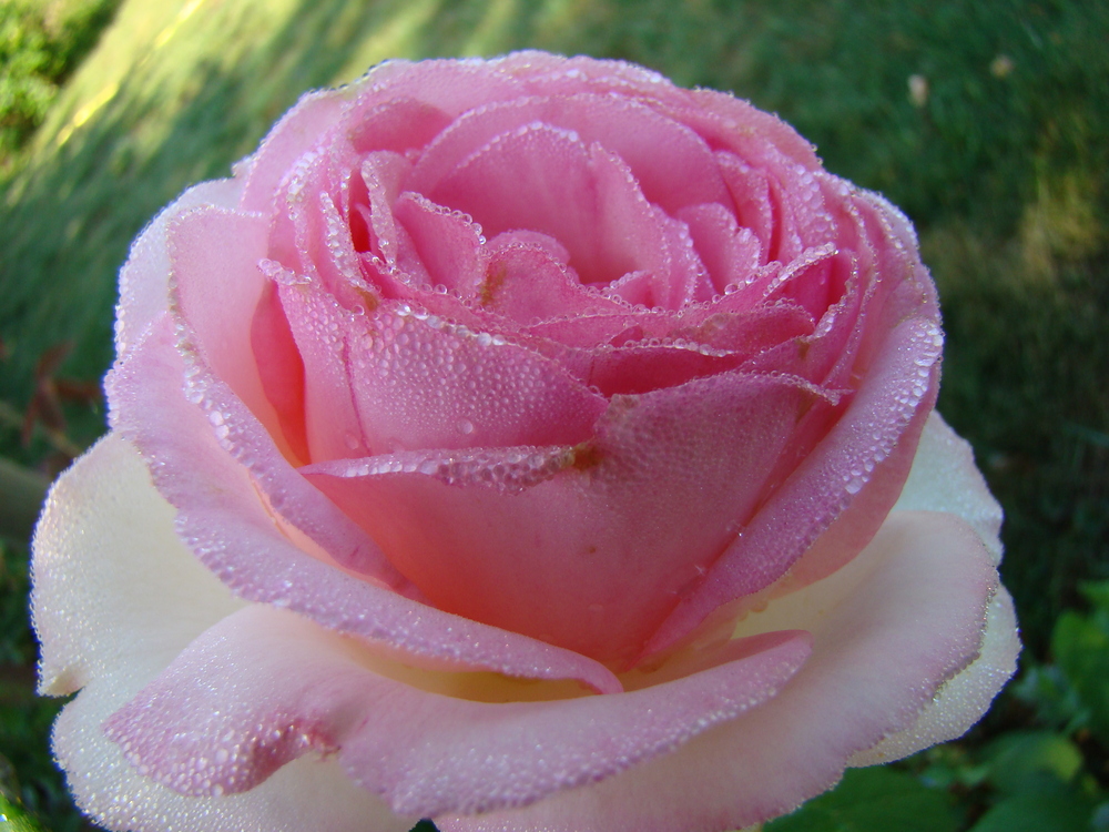 Rose Odette Joyeux