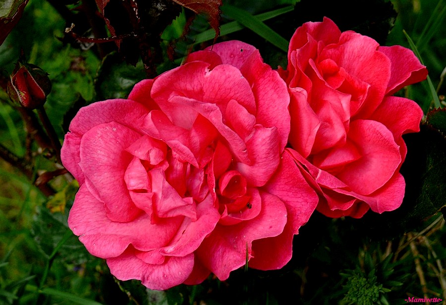 Rose odorante ( 2/2 )