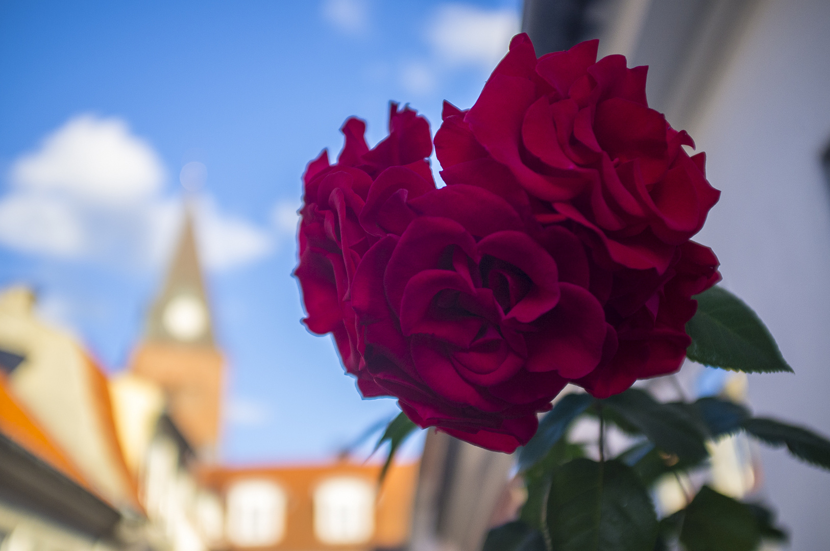 Rose of Aalborg