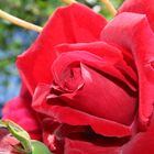 Rose of garden