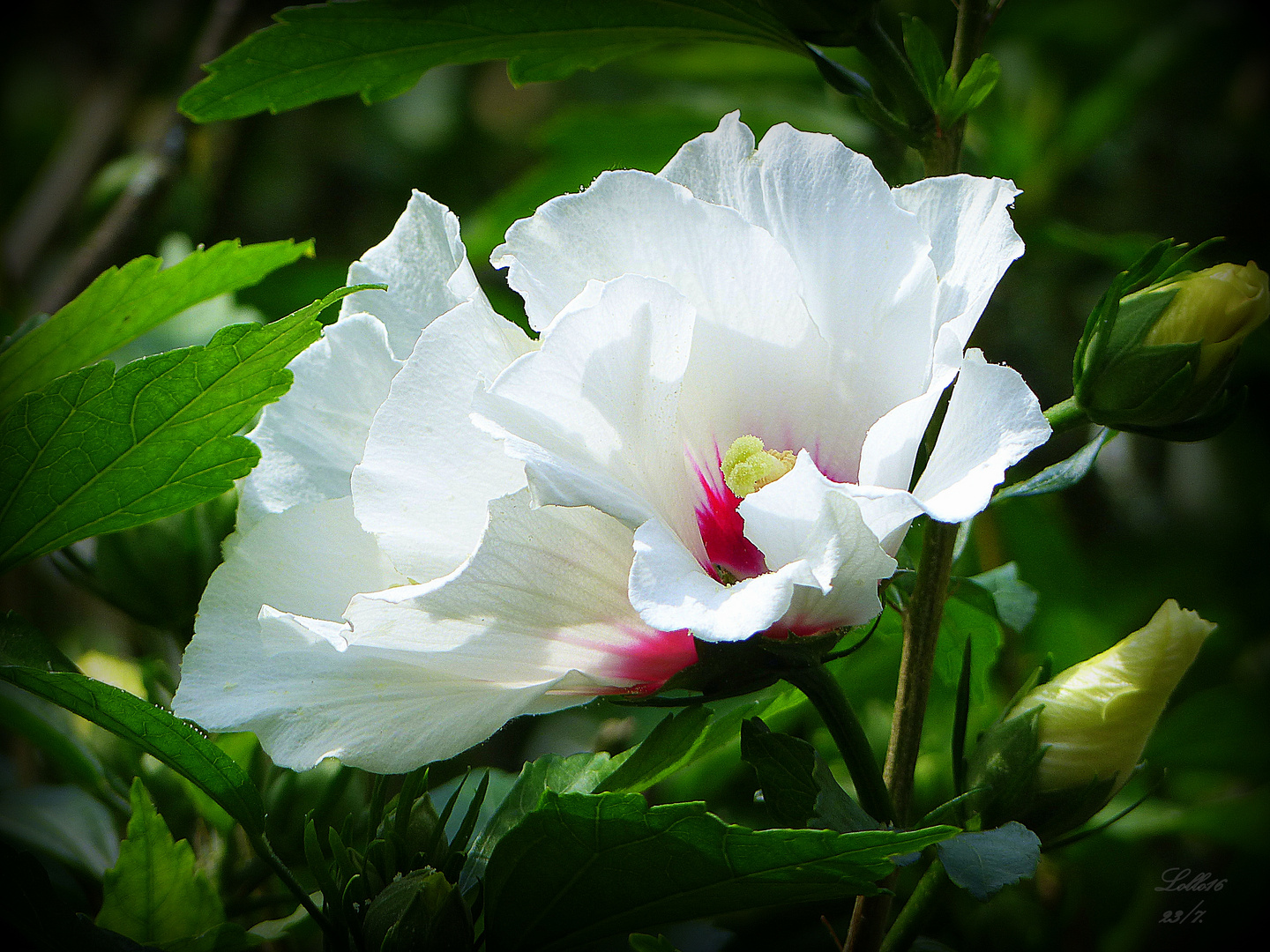 Rose of Sharon" ...