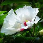 Rose of Sharon" ...