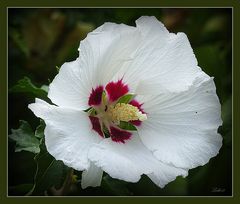 ... rose of sharon ...