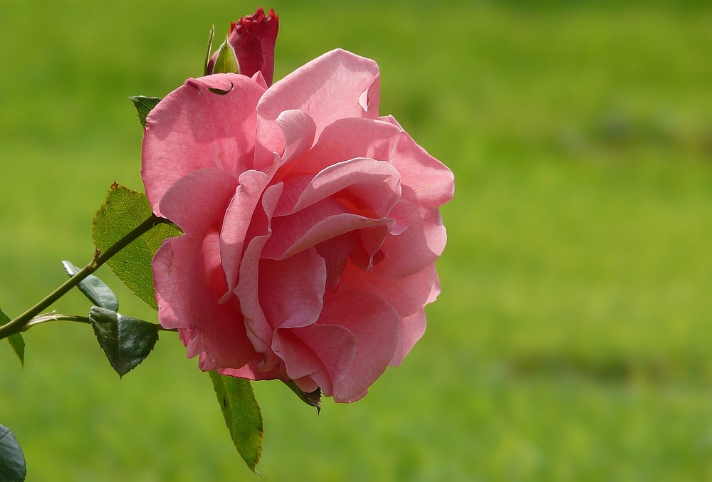 Rose of Summer (1)