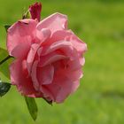 Rose of Summer (1)