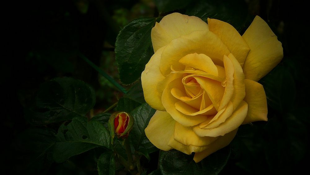 Rose of Summer (12) 