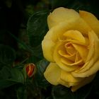 Rose of Summer (12) 