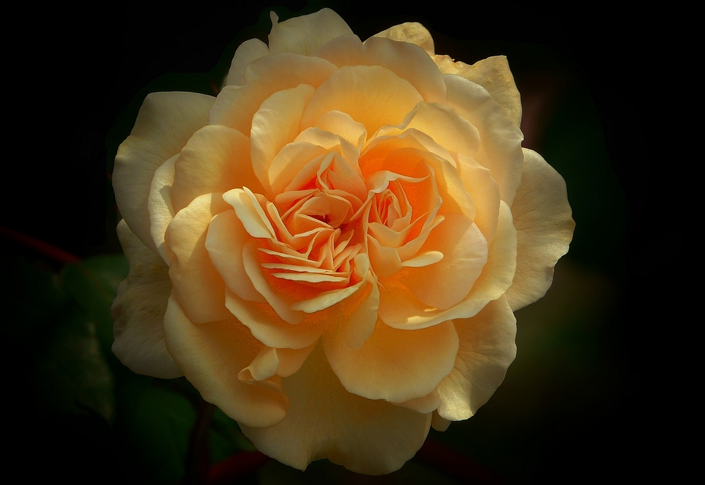 Rose of Summer (3)