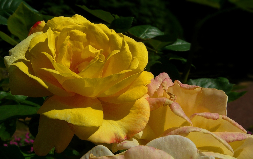 Rose of Summer (4)