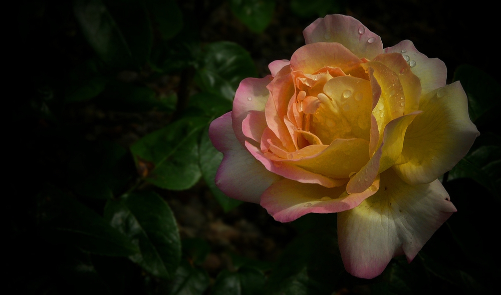 Rose Of Summer (5)