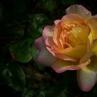 Rose Of Summer (5)