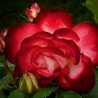 Rose of Summer (6)