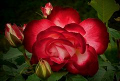 Rose of Summer (6)