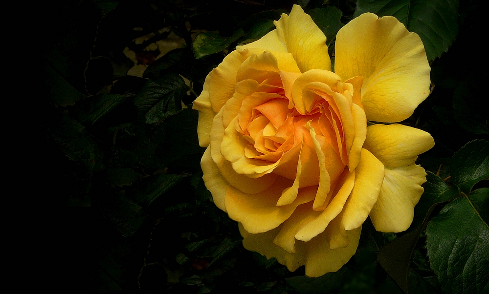 Rose of Summer (7)