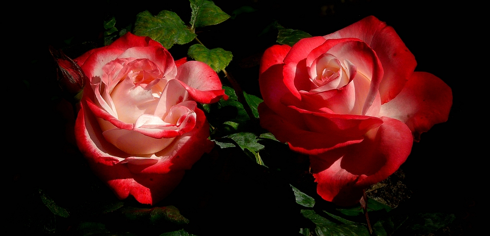 Rose of Summer (8)