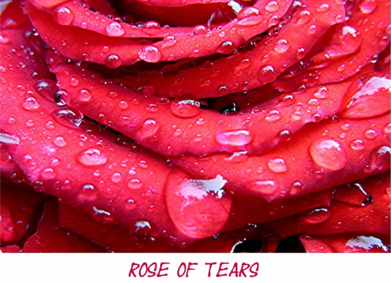 rose of tears