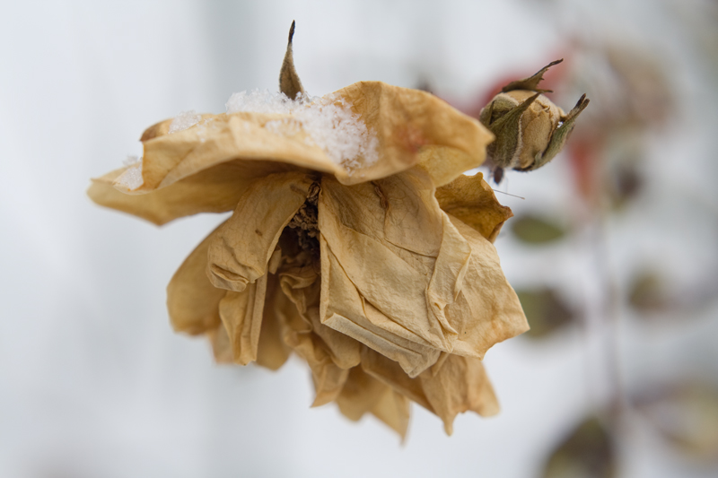 Rose of winter