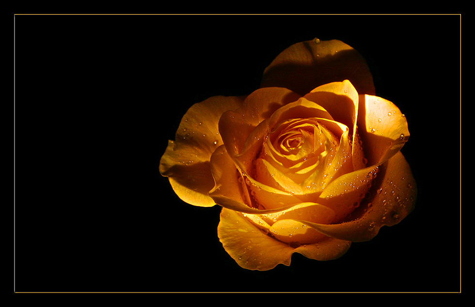 Rose ohne Dornen..... Foto & Bild | pflanzen, pilze & flechten, blüten- & kleinpflanzen, rosen ...